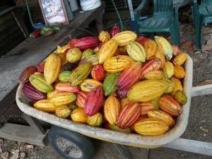 cacao