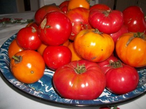 tomatoes1