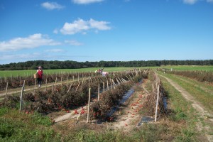 tomatoes2